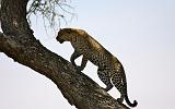 TANZANIA - Serengeti National Park - Leopardo - 16